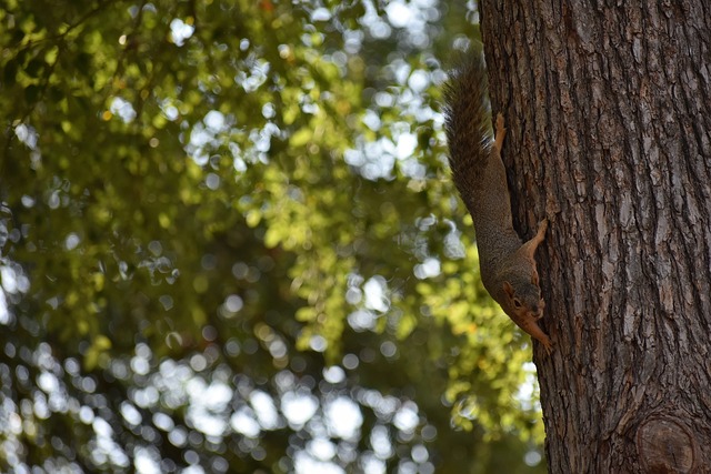 巨星交易的 巨星交易的